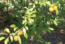 prunes