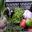 LEGUMES BIOLOGIQUES de saison en PANIER