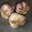 Ail Violet de Cadours
