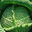 Chou de Milan vert, ferme la Margaise