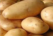 Pommes de terre AGATA, sans conservateurs, Ferme La Margaise