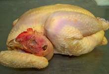 Poulet entier