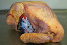 Pintade entiere