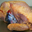 Pintade entiere