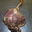  Cuisse de Canard confite