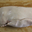  Foie gras Frais de canard Entier 