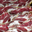  Coppa de porc noir gascon