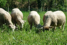 Viande d'agneau