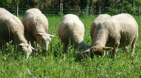 Viande d'agneau