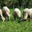 Viande d'agneau