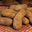 Pommes de terre - variété Charlotte