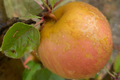  Pomme sainte germaine 