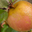  Pomme sainte germaine 