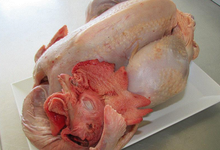 coq