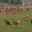 Poulets Cou Nu Rouge