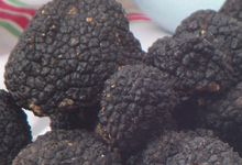 Truffes de Bourgogne fraîches sur commande