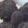 Truffes de Bourgogne fraîches sur commande