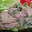 Jambon persillé