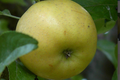 pommes Variété canada blanche