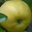 pommes Variété canada blanche
