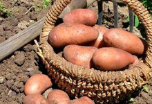 pommes de terre Rosabelle