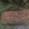 pavé du Morvan au poivre