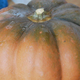 Courge Muscade 