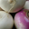 Navet Rutabaga 