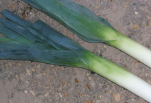 Poireau 