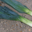 Poireau 