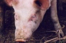 215060-cochon.JPG
