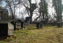 Apidis, les ruchers de Bourgogne