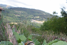 Escargots St Félicien