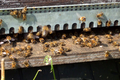 les ruchers de l'Arvière