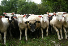 Viande d'agneau