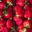 fraises
