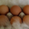 Oeufs bio extra frais