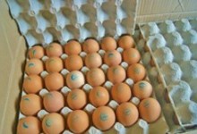 Oeufs