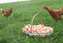 oeufs fermiers plein air
