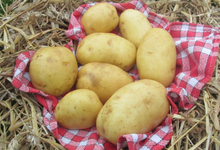  HENRAT Pascal - Producteur de pommes de terre 