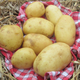  HENRAT Pascal - Producteur de pommes de terre 