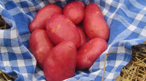 Pommes de terre Franceline