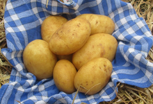 Pommes de terre Vivi