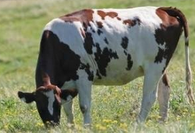 viande bovine de race limousine