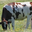 viande bovine de race limousine