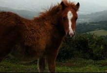 viande chevaline de race comtoise