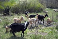 ferme Guilhot