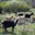 ferme Guilhot