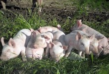ferme Guilhot