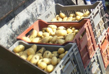 pommes de terre